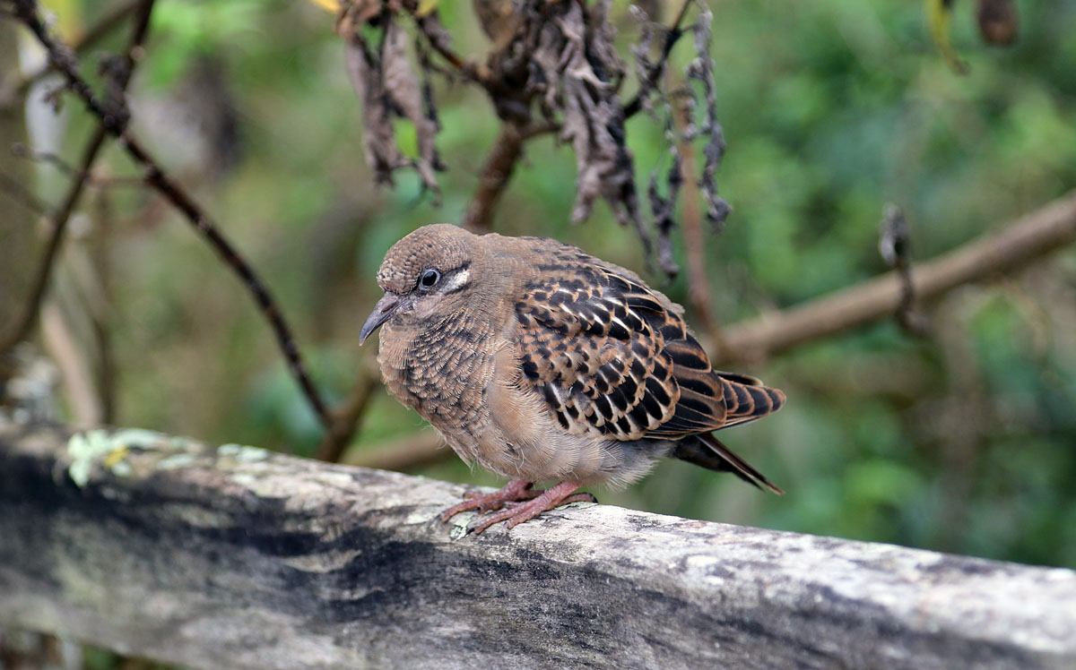 Galapagos Dove